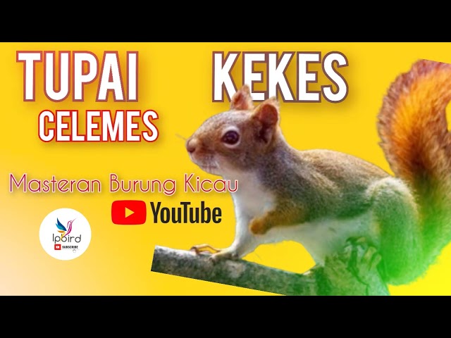 Suara TUPAI KEKES CELEMES GACOR Pancingan Masteran suara  Pikat suara Jernih Panjang rol tembak 🐿️! class=