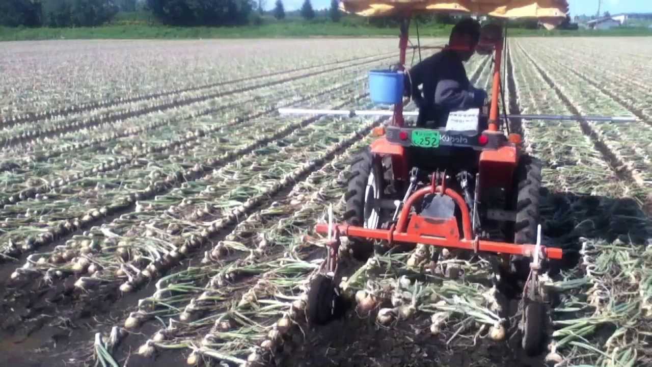 玉葱根切り Youtube