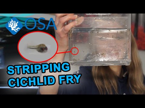 Stripping Cichlid Fry - With Salty Ali!