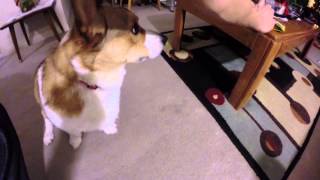 Broading head pets never get old