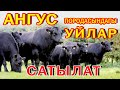 34 БАШ Абердин АНГУС уйлары САТЫЛАТ ~ 2,5 жашар, баары БООЗ