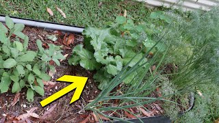 These Rhubarb Companion Plants Are Amazing (And Useful!)