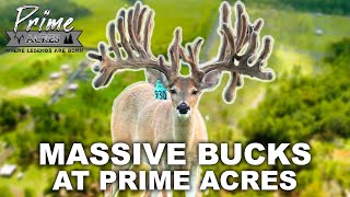 The MASSIVE BUCKS of Prime Acres