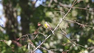 Active Yellowbreasted Chat