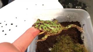 PAC man frog BITES ME