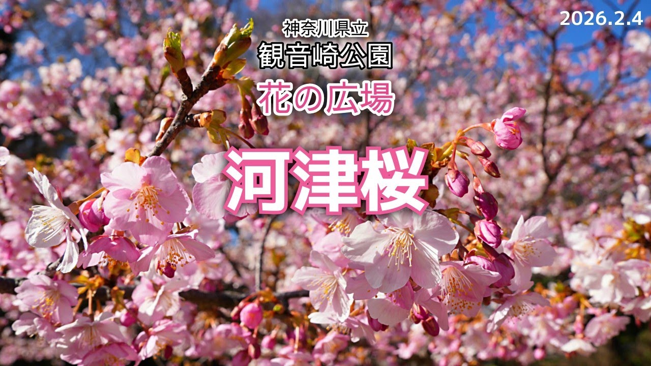 河津桜〈神奈川県立 観音崎公園 花の広場〉｜2026年2月4日 (水)の開花状況！見頃の木もありました！