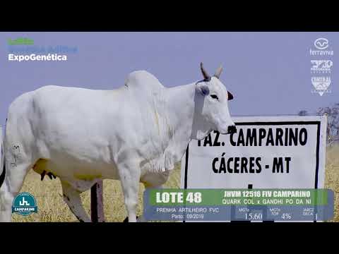 LOTE 48 - Leilão Genética Aditiva ExpoGenética 2019