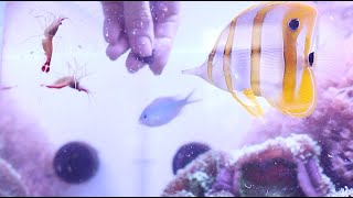 видео: Морской аквариум Vlog: обзор и уход картинка: Морской аквариум Vlog: обзор и уход