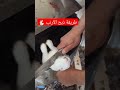 شاهد طريقة ذبح أرنب شاهد طريقة ذبح أرنب