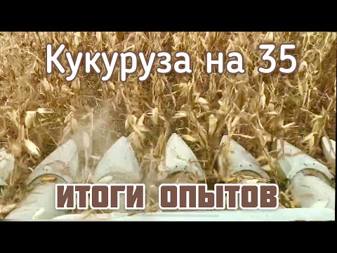 Итоги опытов на кукурузе