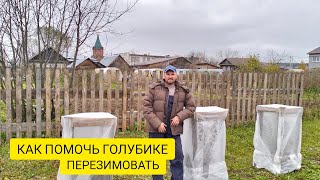 видео: УКРЫТИЕ ГОЛУБИКИ НА ЗИМУ / Деревенька на Урале / Выпуск 74 картинка: УКРЫТИЕ ГОЛУБИКИ НА ЗИМУ / Деревенька на Урале / Выпуск 74