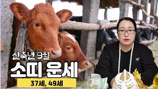 [백련사]신축년 양력 9월 소띠 운세!!