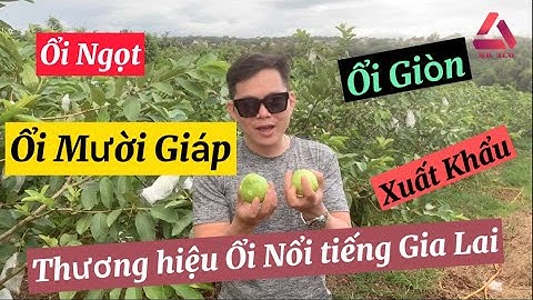 ỔI MƯỜI GIÁP THƯƠNG HIỆU NỔI TIẾNG GIA LAI | XUẤT KHẨU NGON NHƯ ỔI NỮ HOÀNG RUỘT ĐỎ |ỔI GĂNG| MRALO