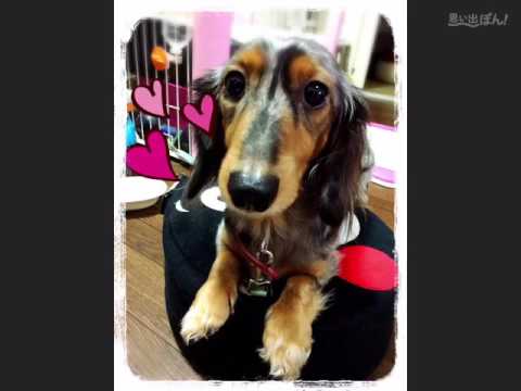 わが輩は、犬【とろろ】