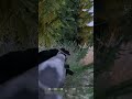 WHEN TREES START SHOOTING AT YOU IN DAYZ