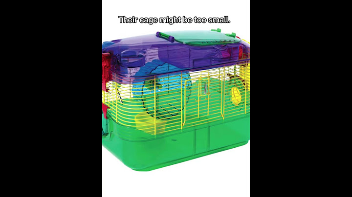 Reasons Why Your Hamster Might Not Be Happy
