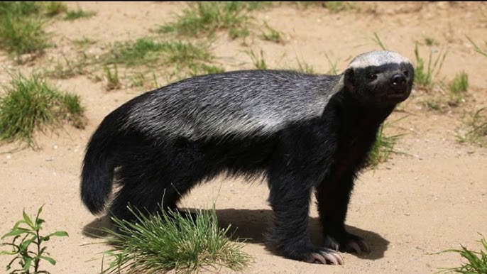 Менің әлемімдегі эротикалық хабарлар Ананың сиськи, сүті және мүшесінің фотосы