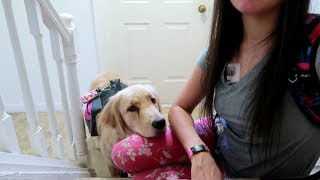 Service Dogs Can Get Sick Too 🐾 (7/10/17)