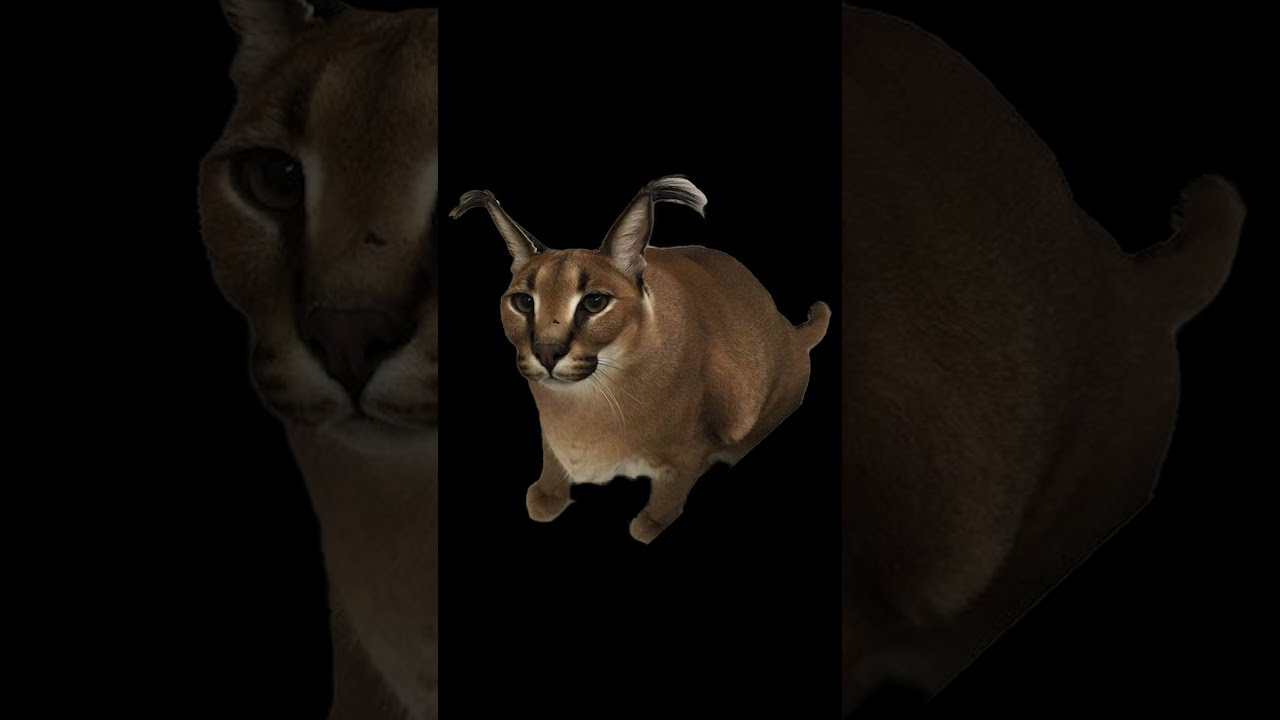 Floppa does a Flip 