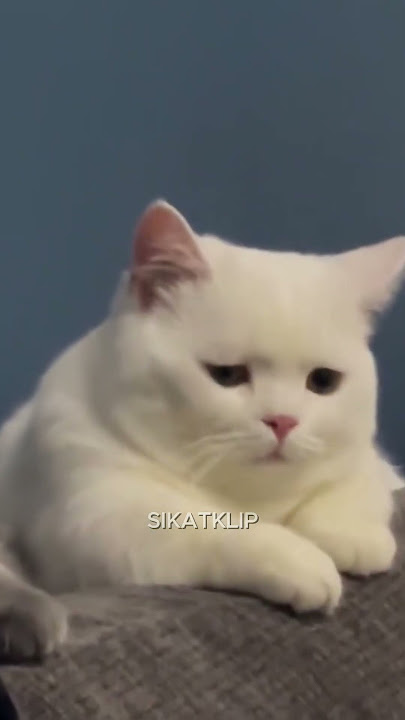 Jangan Ikut Sedih 🥺 Kumpulan Video Kucing Sedih #trending #cat #sadcat #sad #catlovers
