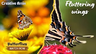"Discovering the Splendor of Butterflies: Embracing Nature's Beauty".