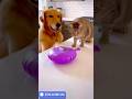Try Not to Laugh: Ultimate Funny Animal Pranks 2026 😎😎 #AnimalPranks #trynottolaugh