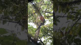 Insane Spider Monkey - Filmed by me in Costa Rica! #chill #costarica #wildlife #monkeyvideo