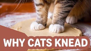 🐱 Why Cats 'Make Biscuits': The Science Behind Kneading Behavior 🐱
