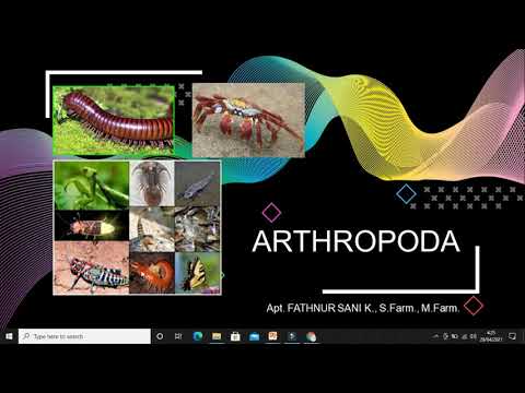 Video: Hidup Sebagai Benteng - Struktur, Fungsi, Dan Nilai Adaptif Pertahanan Morfologis Dan Kimia Dalam Tungau Oribatid Euphthiracarus Reticulatus (Actinotrichida)