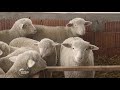 Sta raditi kada ovca ojagnji petorke, farma ILe de France ovaca u Despotovu - U nasem ataru 887