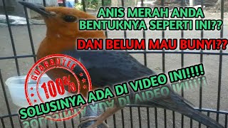 Insya Allah Amanah konten ini, tips untuk ANIS MERAH Cepat bunyi/Plong