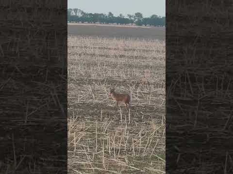 Шакал.Количество зашкаливает #hunting #животные #лесной #кабан #природа#лес #поле#хищник #бешенство