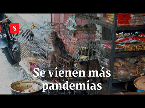 Los 850.000 virus animales que podrían atacar a los humanos | Semana Podcast