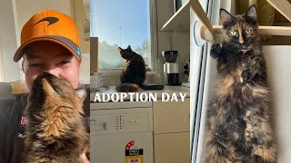 I adopted a cat! + Melbourne apartment updates, Harry Potter Forbidden Forest Experience