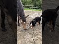 Cutest Dog + Horse Moments You’ll Ever See #cuddleclones #horsevideo #dogvideos #horse #fouryou