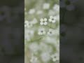 Baby’s Breath, Annual (Gypsophila elegans) Flowers Seed