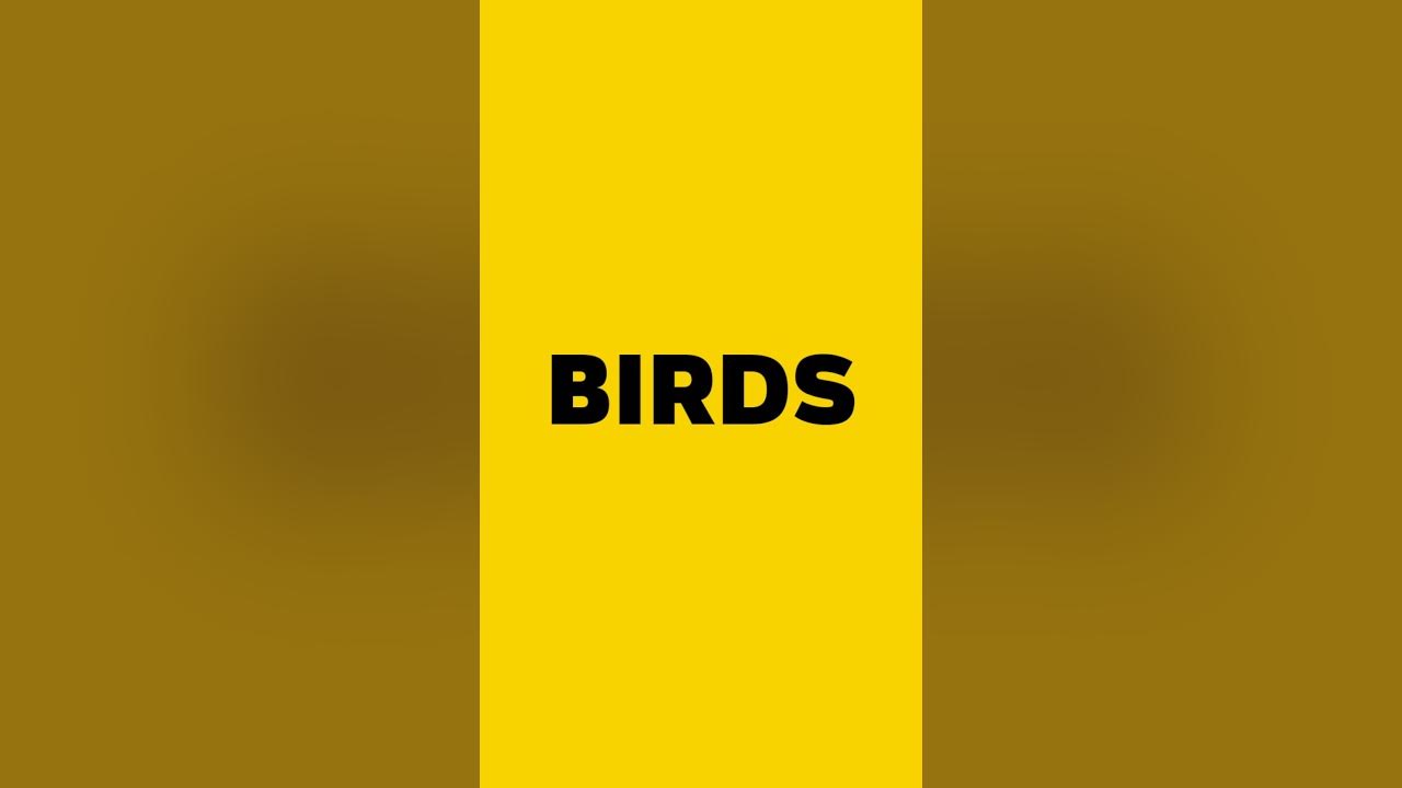 Birds - Chirping | Sound effect #37