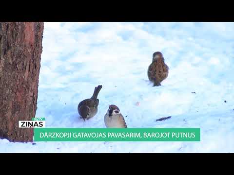 Video: Kāpēc pīles tiek barotas ar spēku?