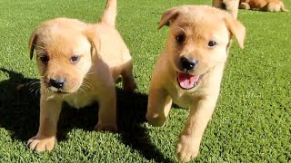 Happy Puppies Go Outside For The First Time!!