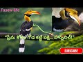 ప్రేమ కోసం గూడు లో బందీ అయ్యే పక్షి – హార్న్బిల్ అసలు కథ!” Indian rare birds series.