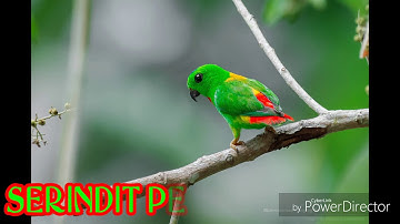 Serindit Pemikat VOICE 2