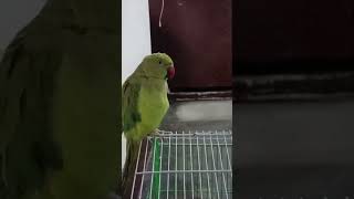 mittu chirping||talking parrot||shorts ringneckparrot youtuber viral