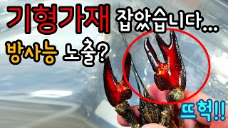 Three clawed signal crayfish found