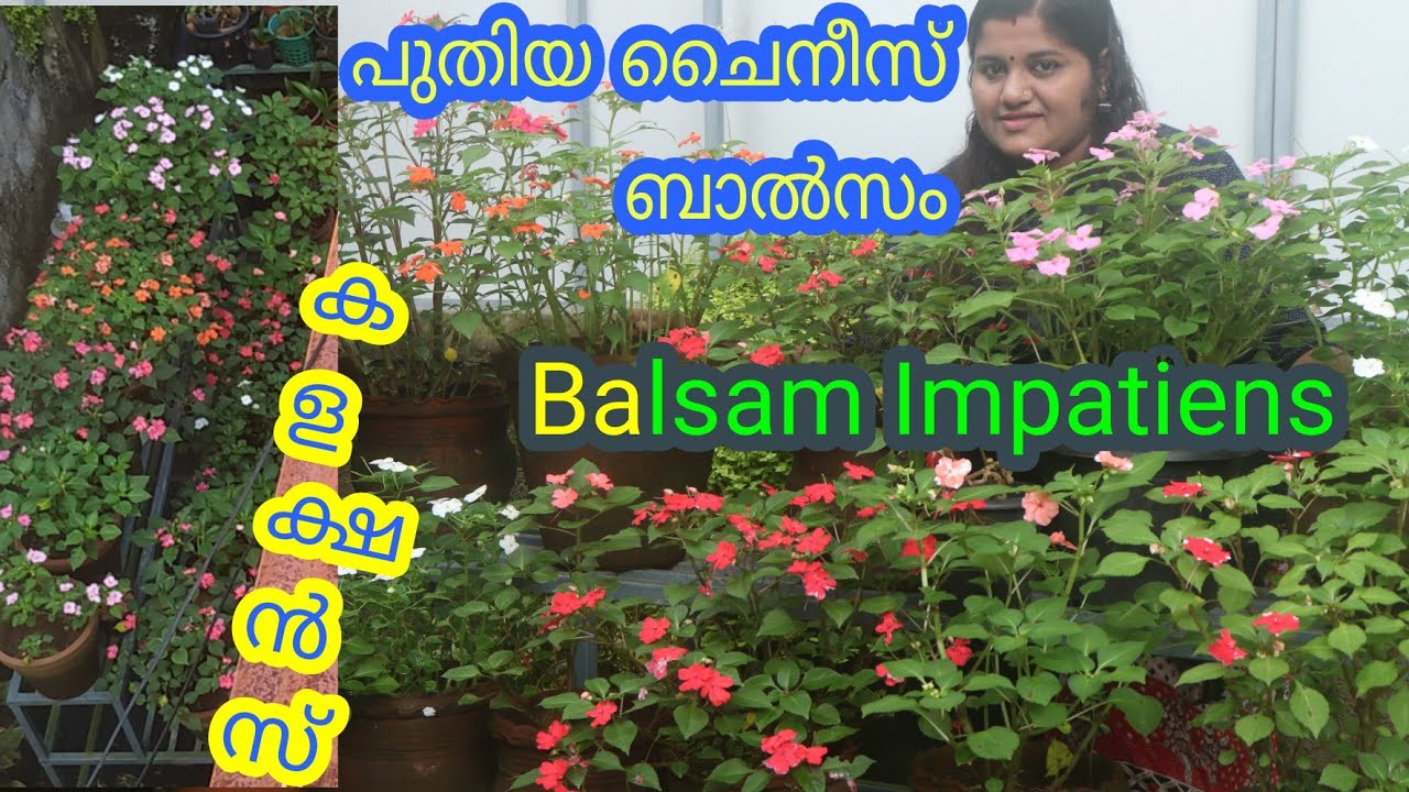 ചൈനീസ് ബാൽസം ! Chinese Balsam - impatiens care ! #gardening  Malayalam ! Balsam Care