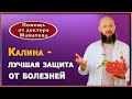 Почему калина - ваш главный союзник в укреплении здоровья. Секреты и советы от доктора Маматова