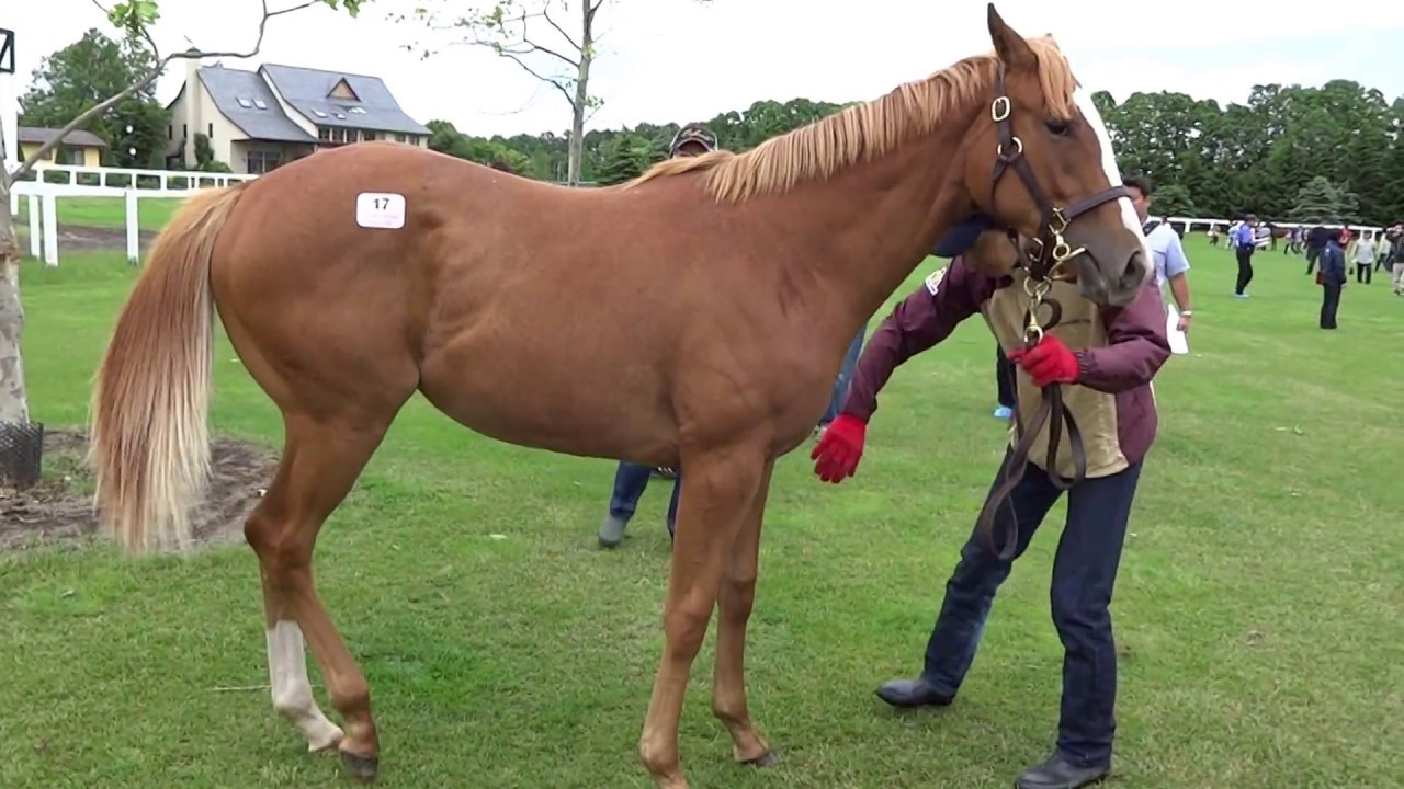 可愛い鳴き声のお馬さん レディオ カモアの15 父 オルフェーヴル Cries Of Horse Youtube