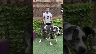 big Great Dan dog / أضخم كلب جريت دان في مصر