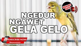 🔴Masteran Kenari Gacor Panjang Cengkok Mewah❗️