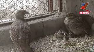 The Diversity of Pheasants and Deer | A Fascinating Encounter with Nature
