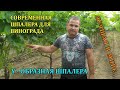 СОВРЕМЕННАЯ ШПАЛЕРА ВИНОГРАДА - Y ОБРАЗНАЯ / Виноград в Греции / Grapes in Greece